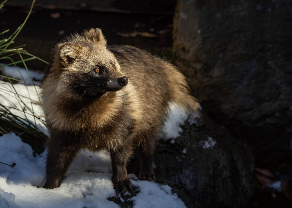 【C107イベント後発送予定】東京シティタヌキ