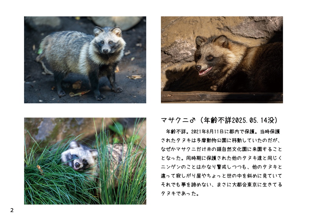 【C107イベント後発送予定】東京シティタヌキ