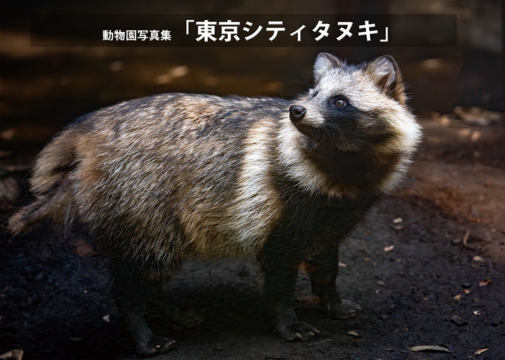 東京シティタヌキ