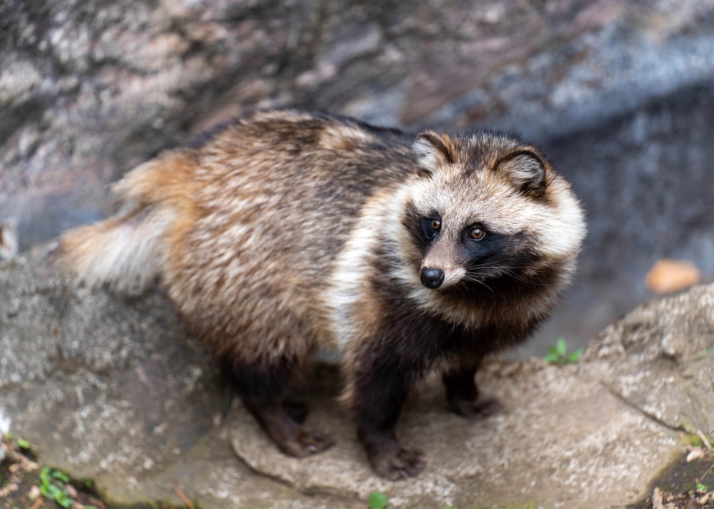 【C107イベント後発送予定】東京シティタヌキ