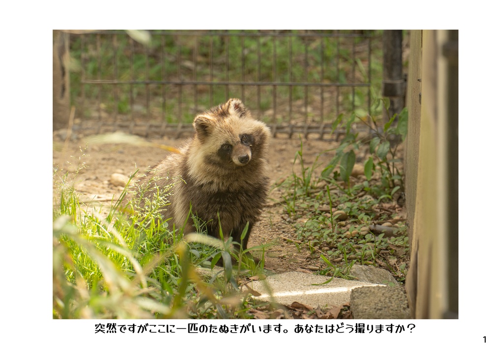 【たぬきのつどい新刊】写真七化け、たぬきは八化け ~たぬきを「化かす」写真集~