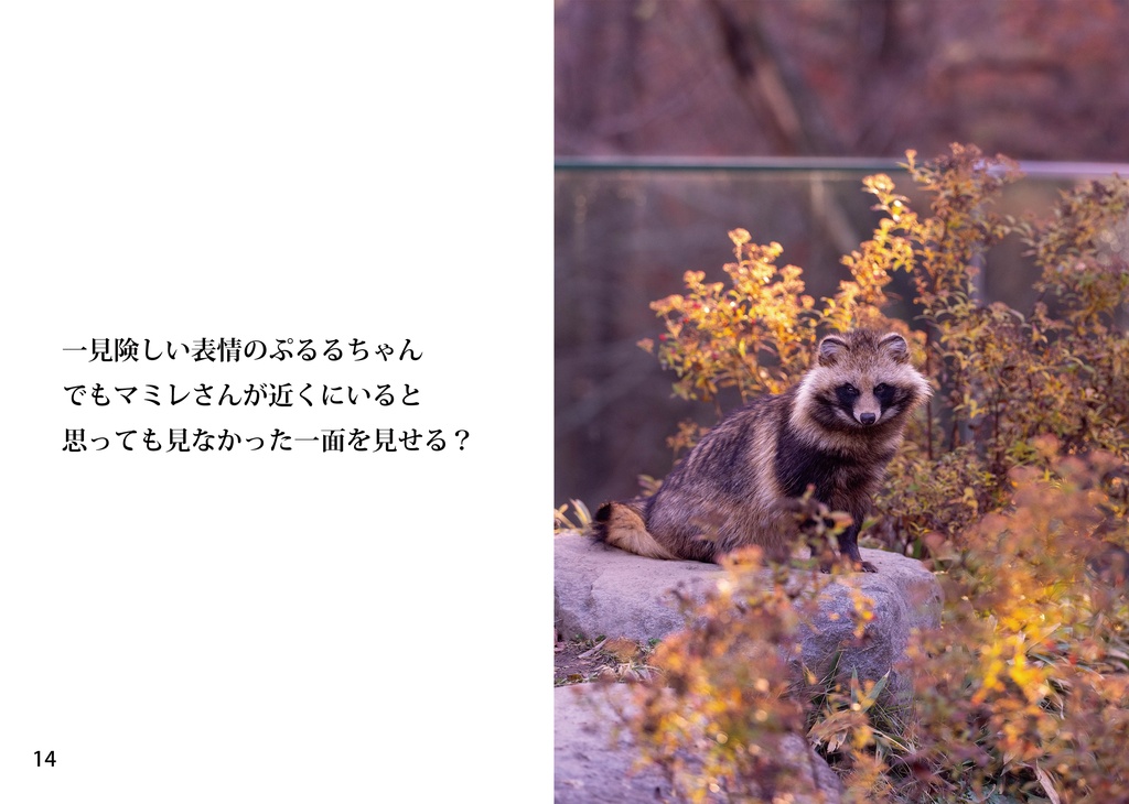 松本たぬきたちの、そのあと