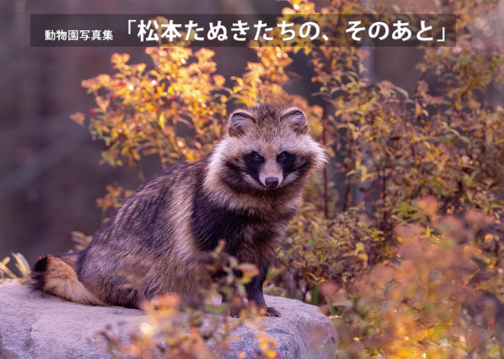 松本たぬきたちの、そのあと
