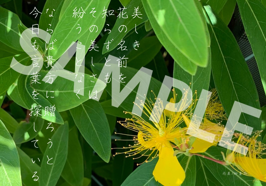 ポストカード5枚セット