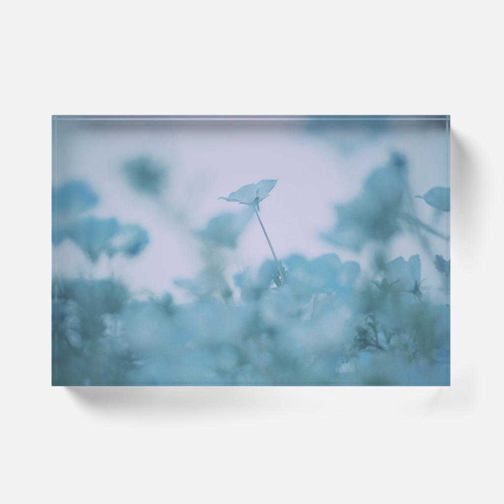 たゆたうネモフィラ