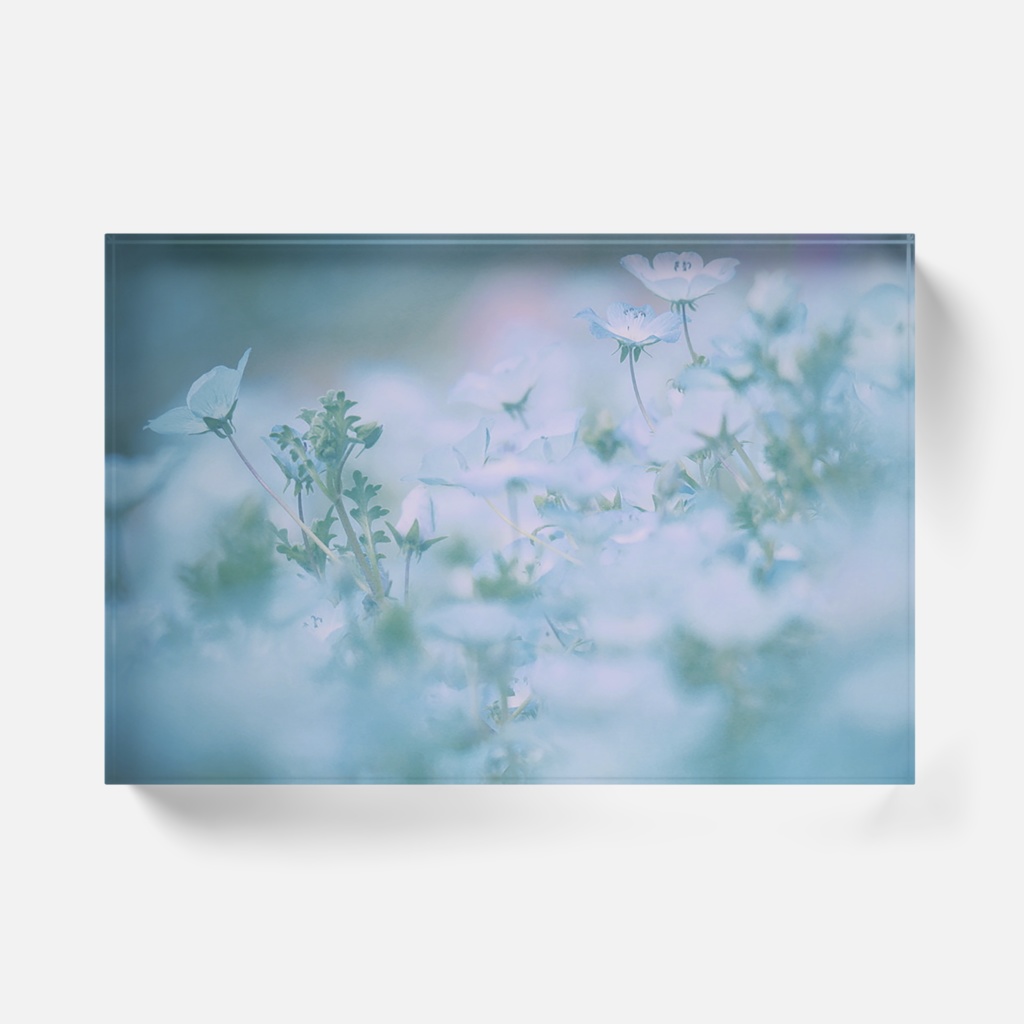 眠れるネモフィラ