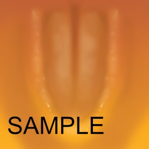 フォシュニア用舌テクスチャ