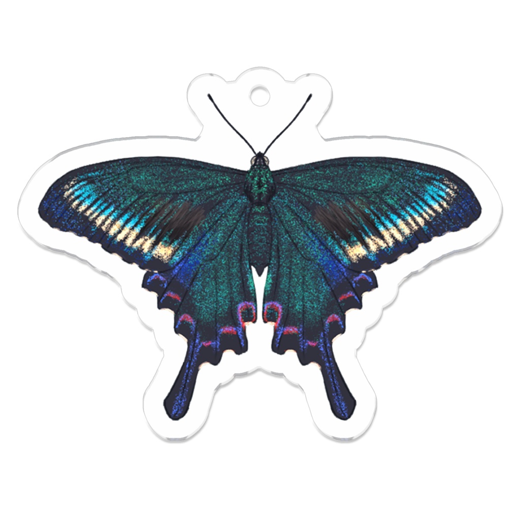 アクリルキーホルダー　ミヤマカラスアゲハ　オス　春型　