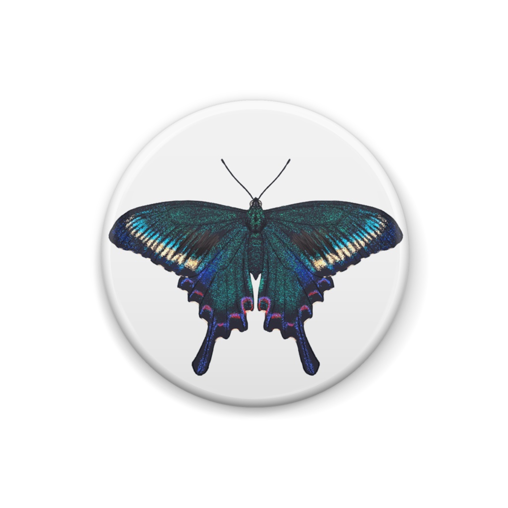 缶バッジ ミヤマカラスアゲハ オス 春型