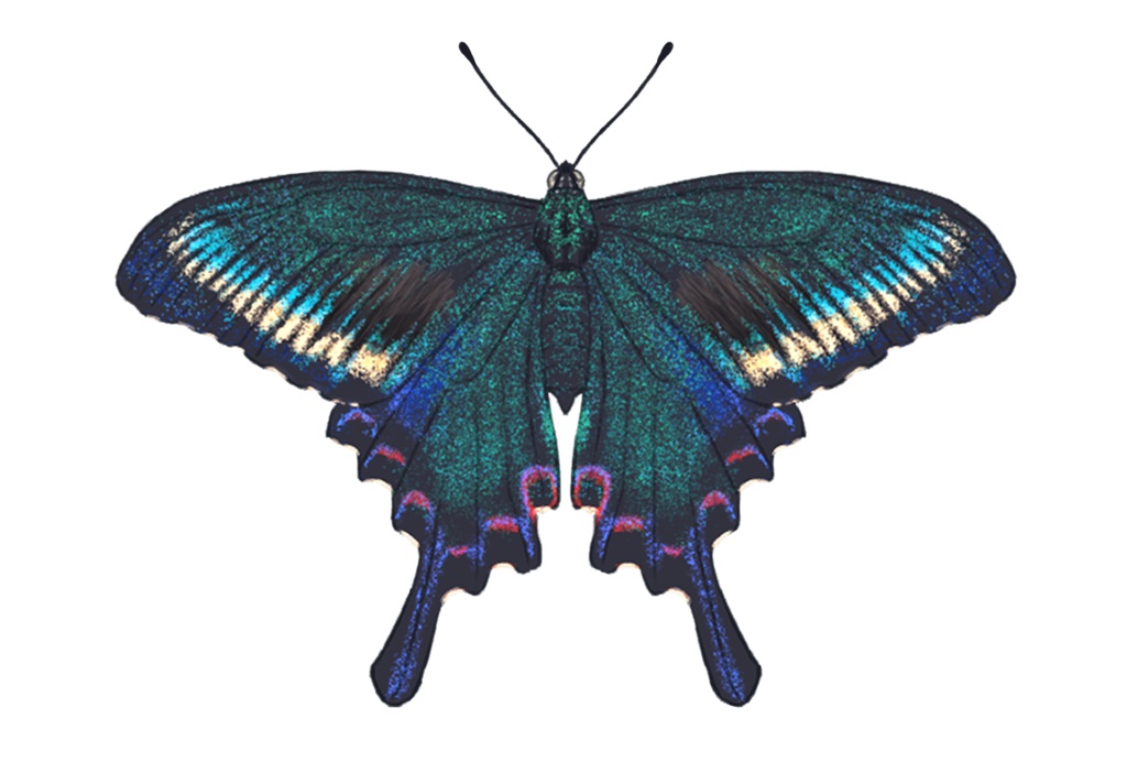 缶バッジ ミヤマカラスアゲハ オス 春型