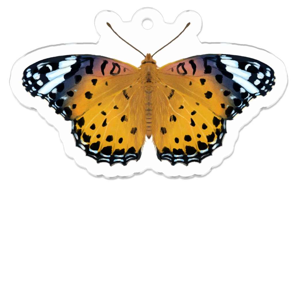 アクリルキーホルダー ツマグロヒョウモン メス