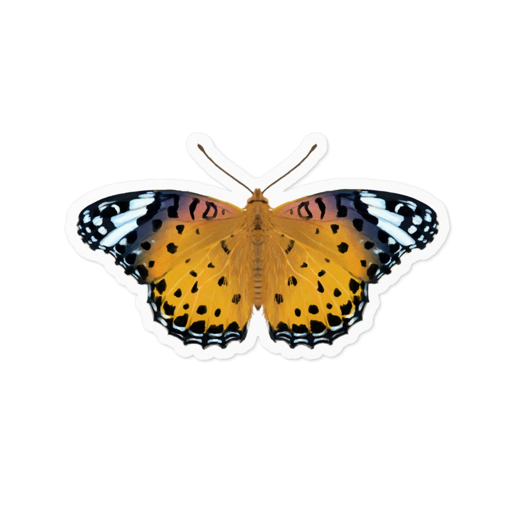 ステッカー　ツマグロヒョウモン　メス