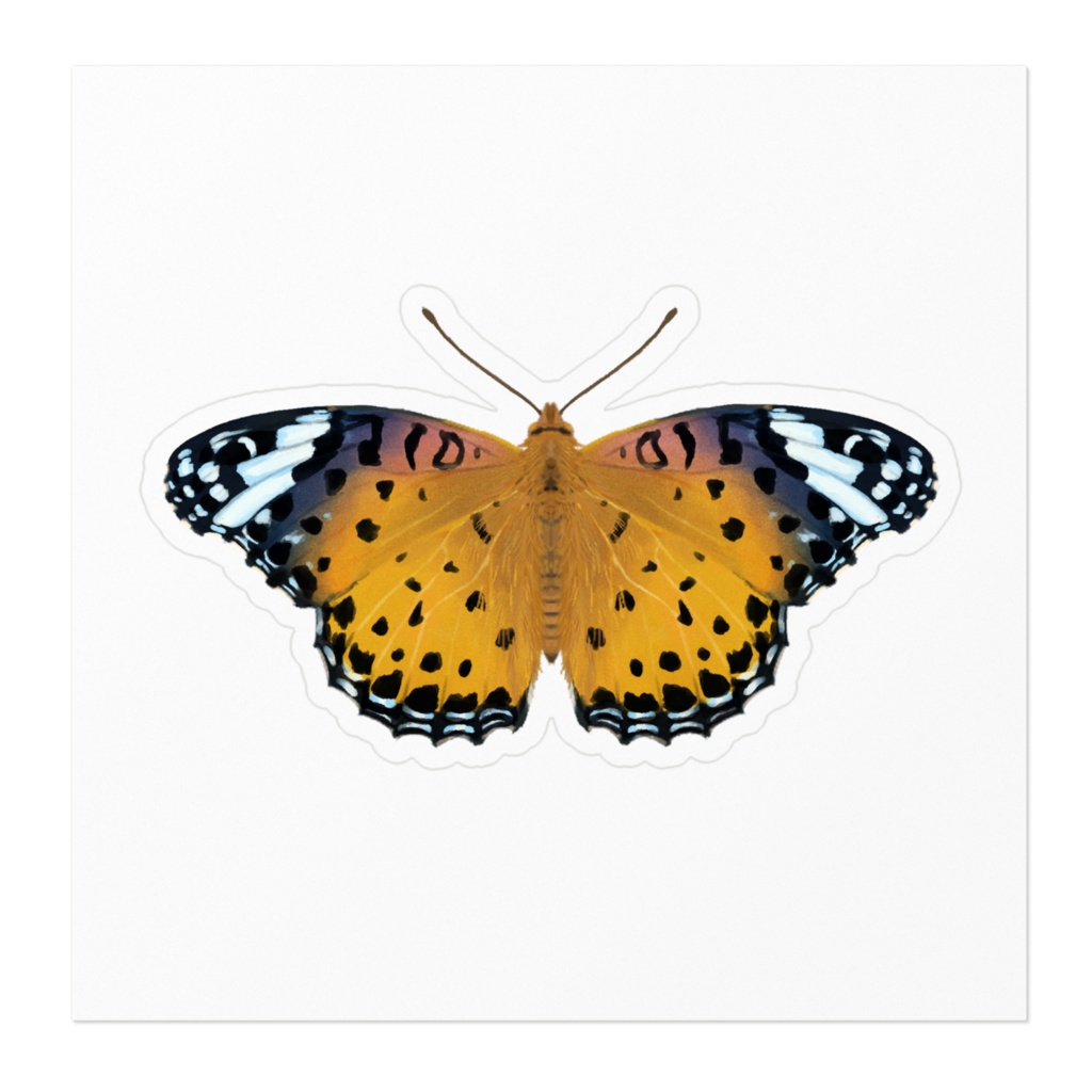 ステッカー ツマグロヒョウモン メス