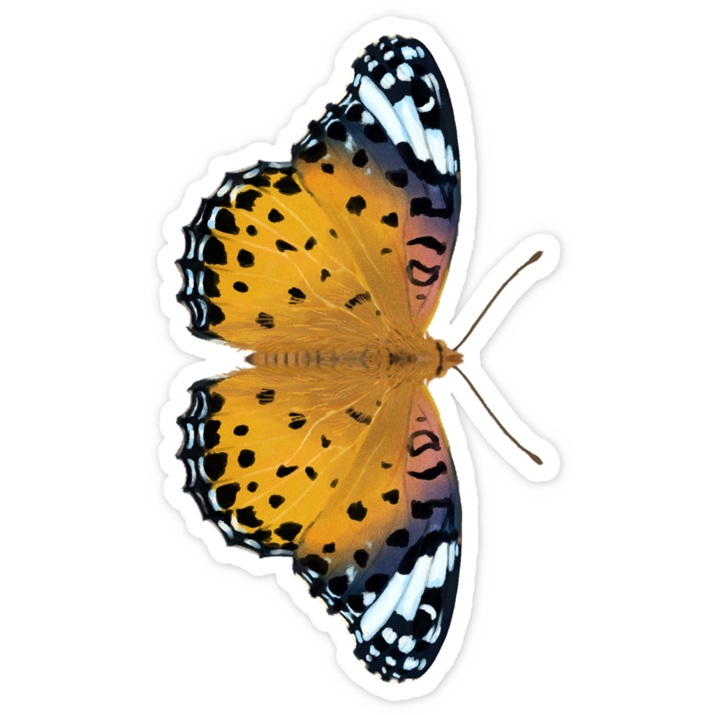 スマホステッカー ツマグロヒョウモン メス