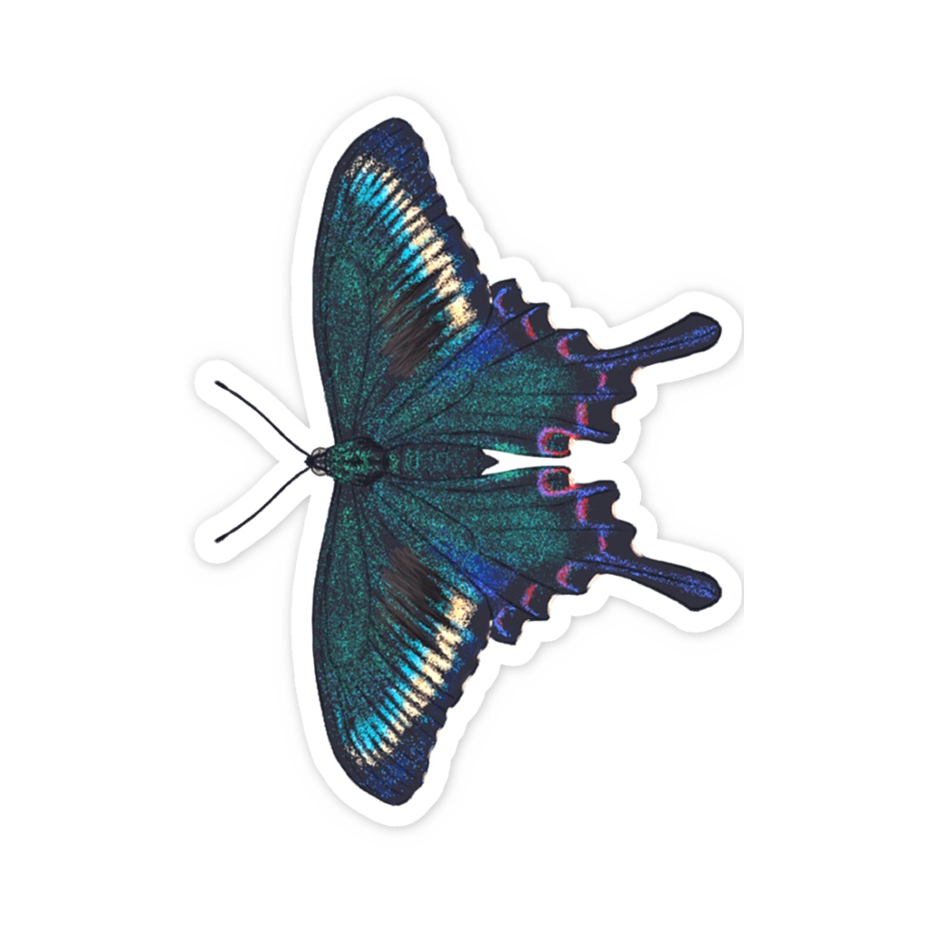 スマホステッカー ミヤマカラスアゲハ 春型 オス