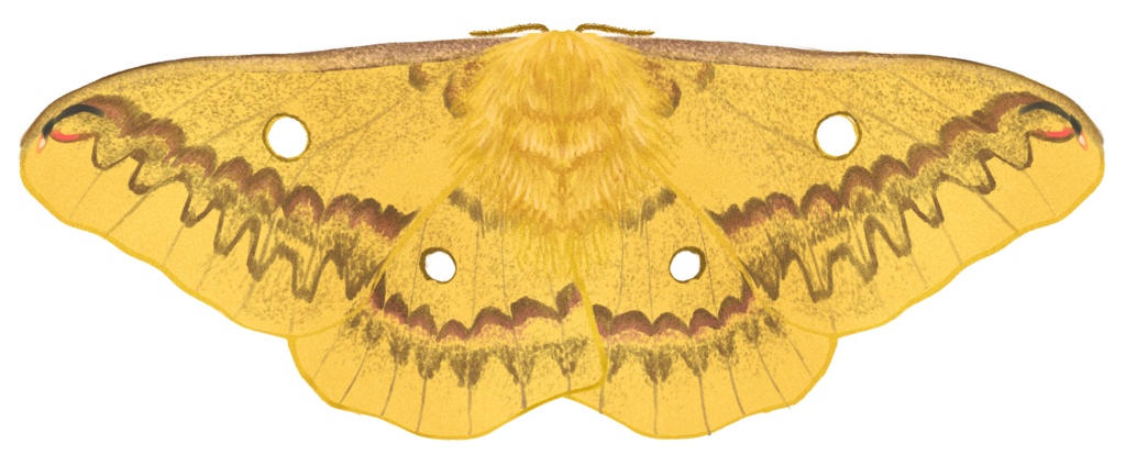 アクリルキーホルダー ウスタビガ メス