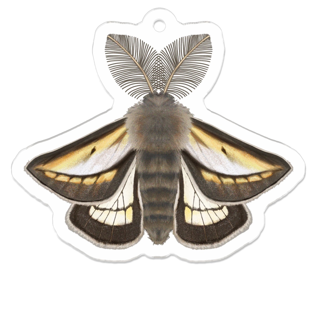 アクリルキーホルダー　フチグロトゲエダシャク　オス