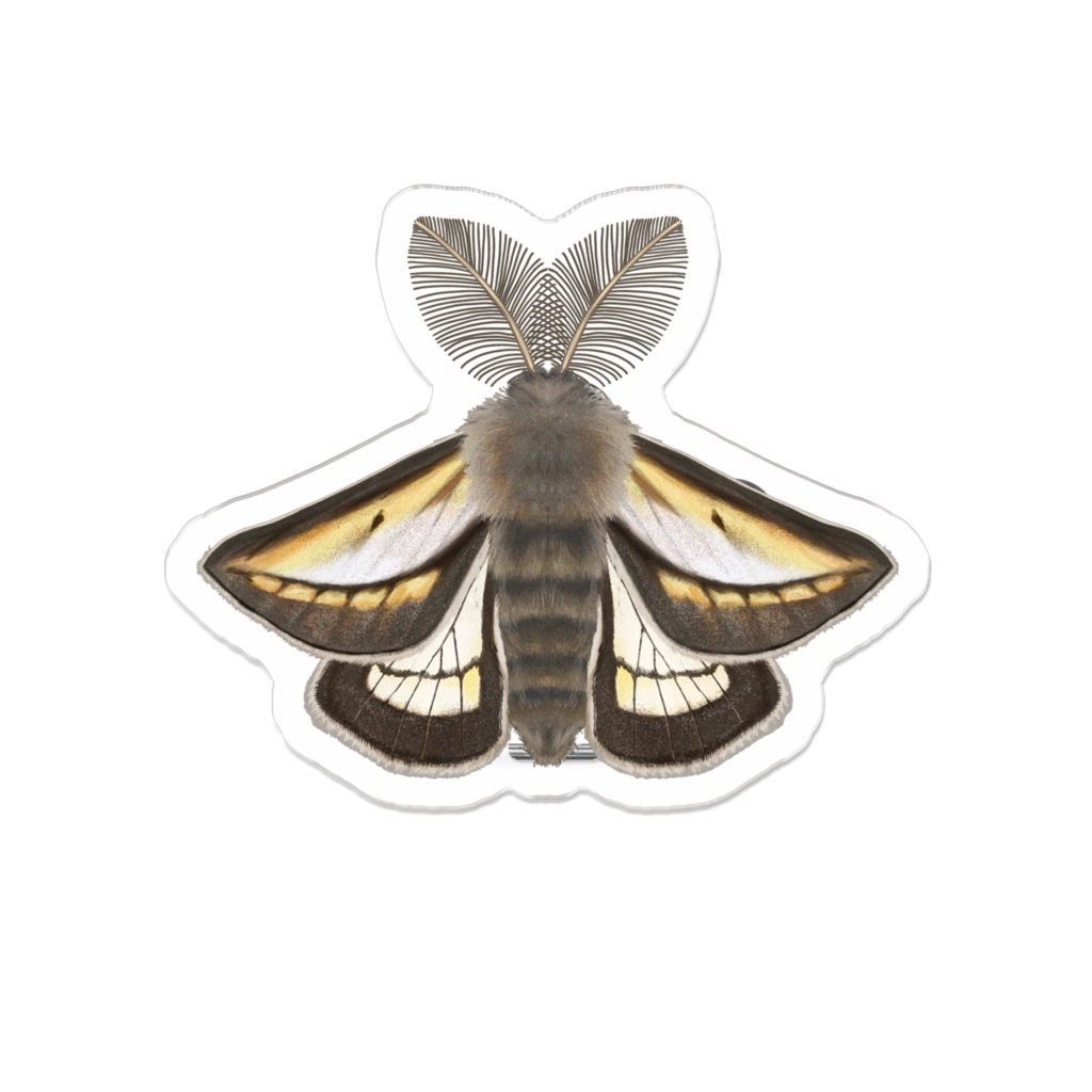 アクリルクリップ　フチグロトゲエダシャク　オス