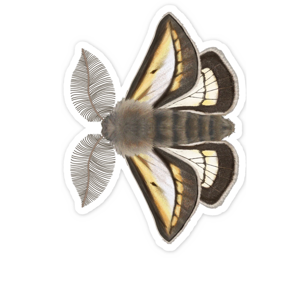 スマホステッカー フチグロトゲエダシャク