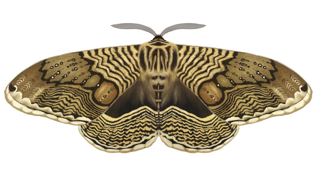 アクリルキーホルダー イボタガ