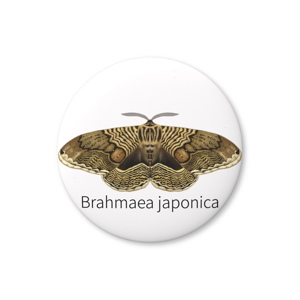 缶バッジ　イボタガ