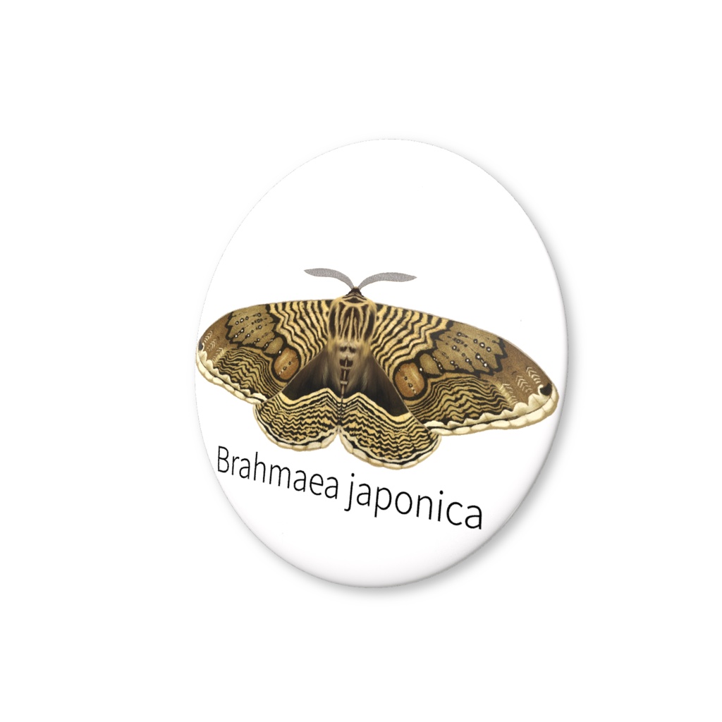 缶バッジ イボタガ