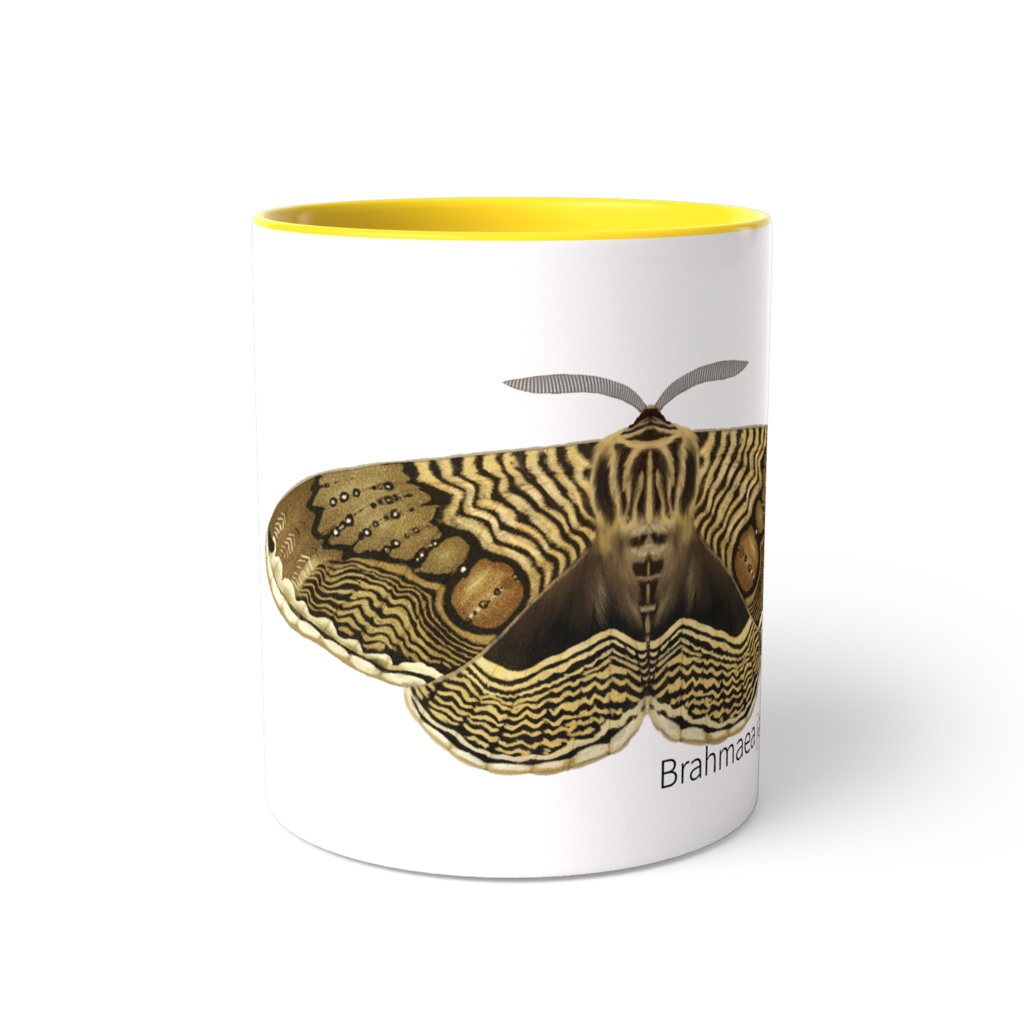 イボタガ マグカップ 黄色、黒