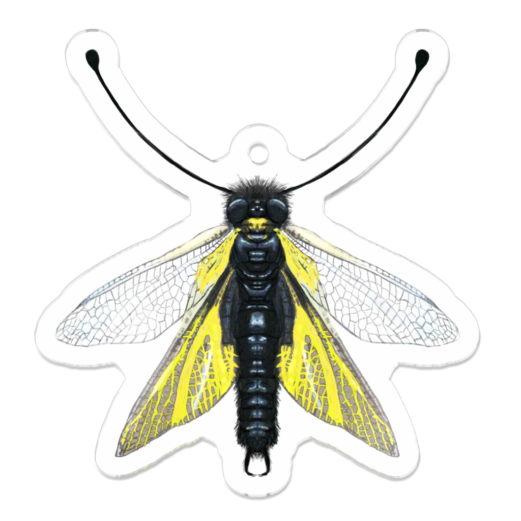 アクリルキーホルダー　キバネツノトンボ　