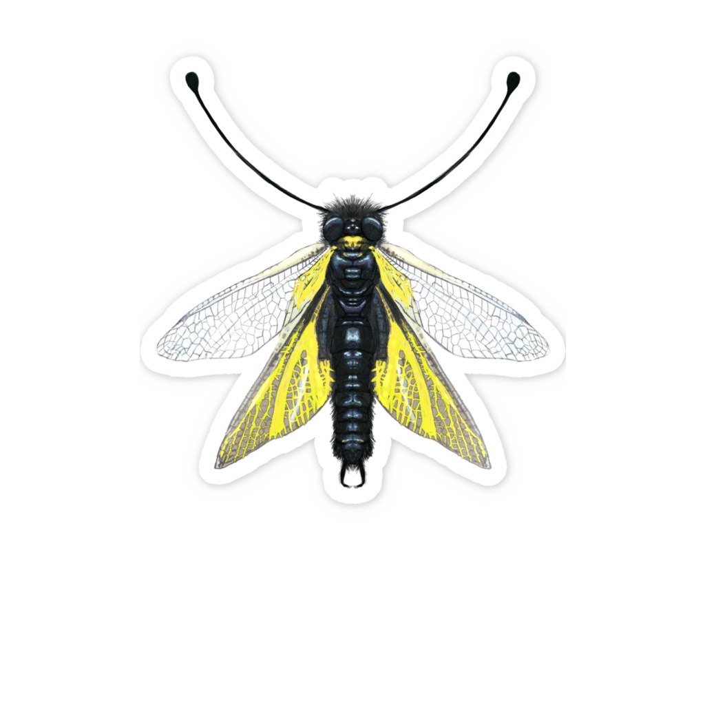 ステッカー キバネツノトンボ