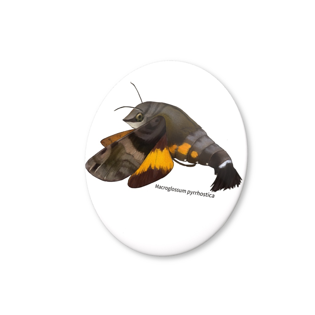 缶バッジ ホシホウジャク