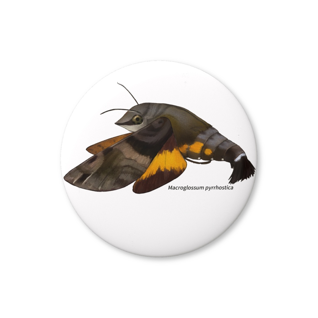 缶バッジ　ホシホウジャク