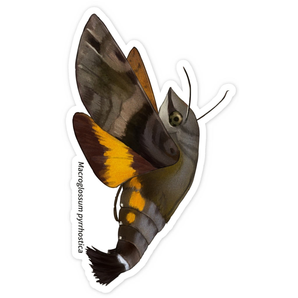 ステッカー ホシホウジャク