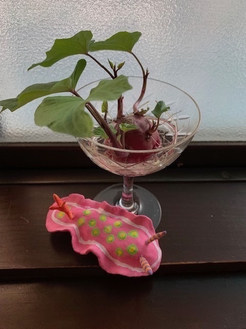 ウミウシグッズ