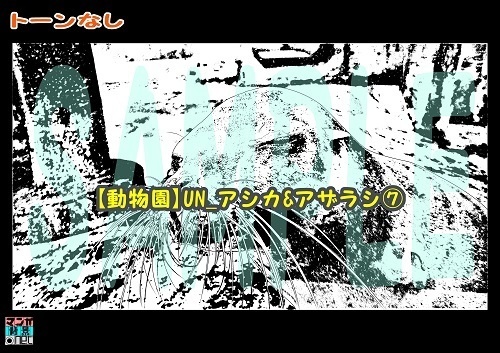 【マンガ背景用素材】【動物園】UN_アシカ&アザラシ⑦【夜/昼/トーンなしセット】【3変化対応】【zip転送で中身はclipファィル】