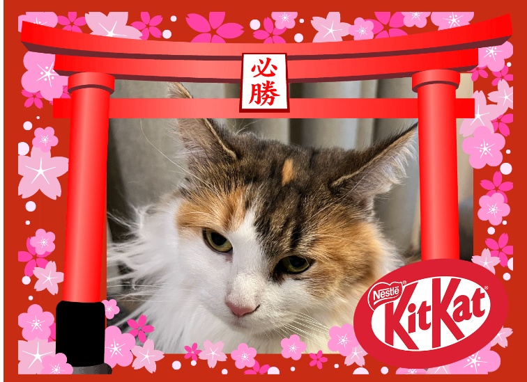 バレンタインチョコ♡をもらって三社祭の提灯を飾ろう!