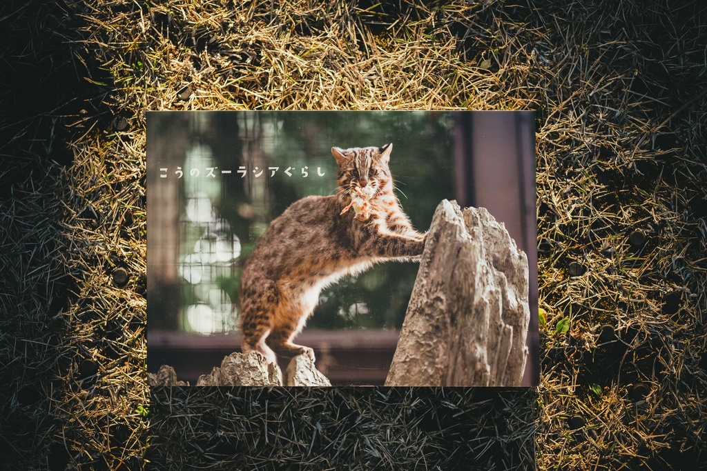 ヤマネコ写真集「こうのズーラシアぐらし」