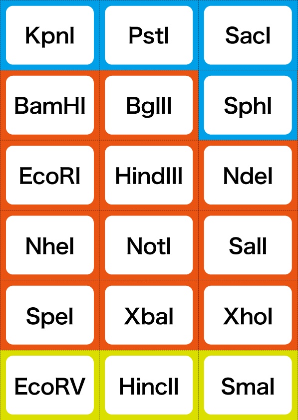 制限酵素かるた