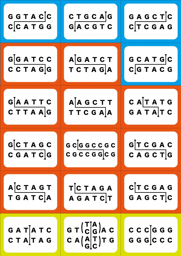 制限酵素かるた