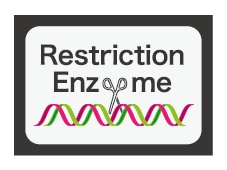 制限酵素かるた