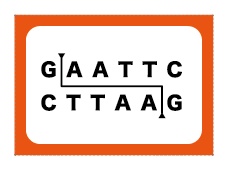 制限酵素かるた