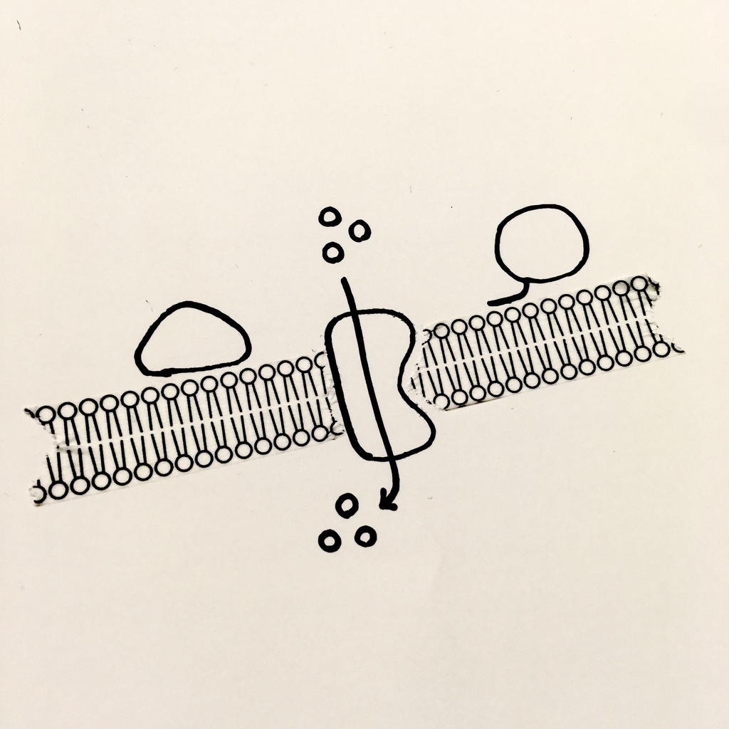 脂質二重層マスキングテープ