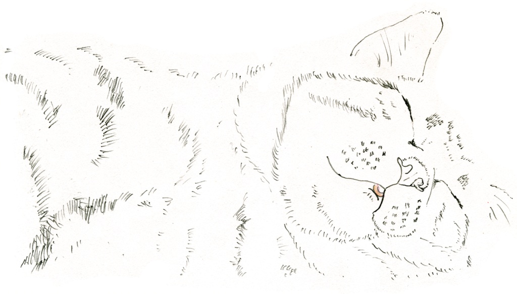 べロをしまい忘れているねこ