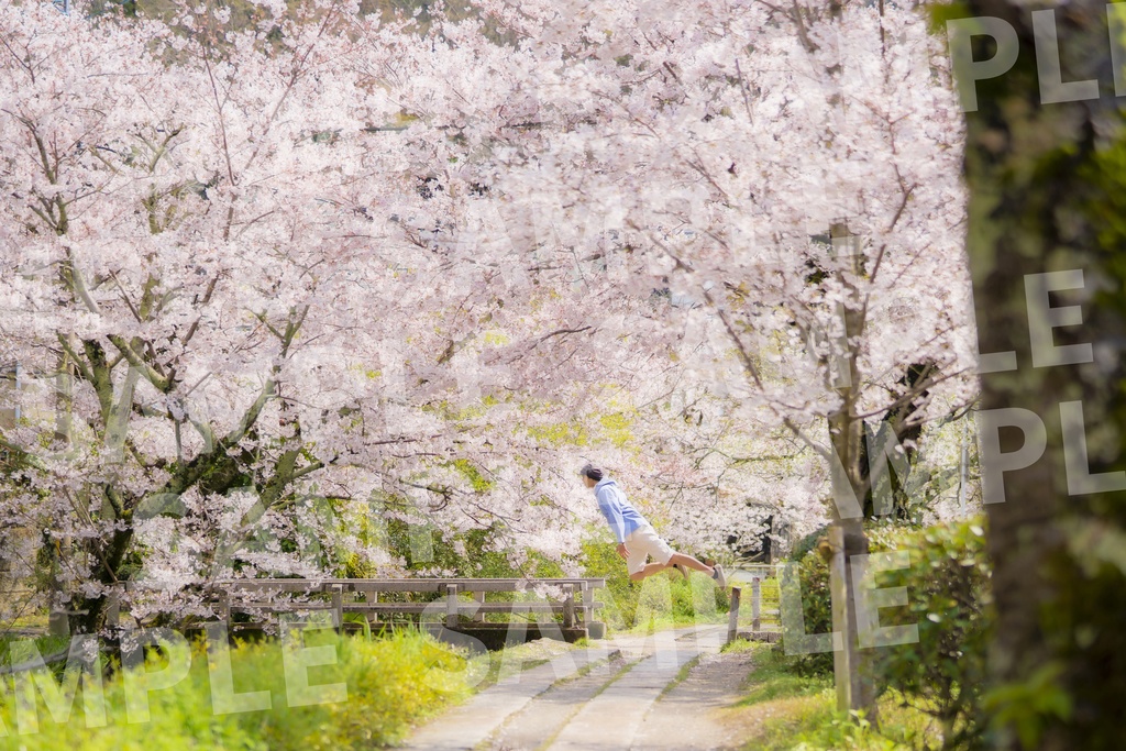 【哲学の道 B】(ワイド4切)