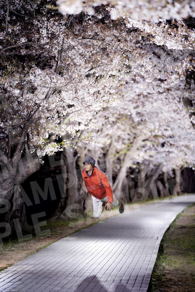 【桜の灯】(1140 x 760mm)(送料込)