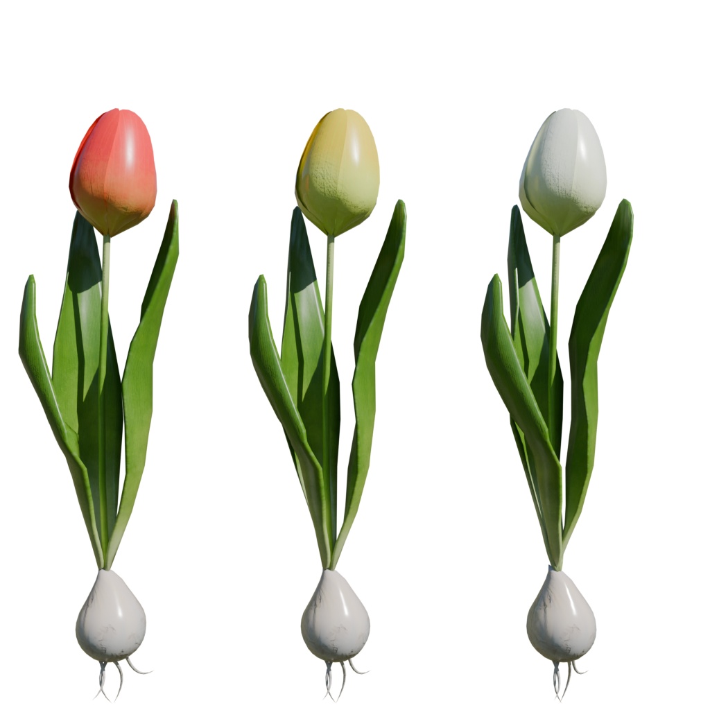 【3Dモデル】球根を咲かせよう!チューリップ育成キット