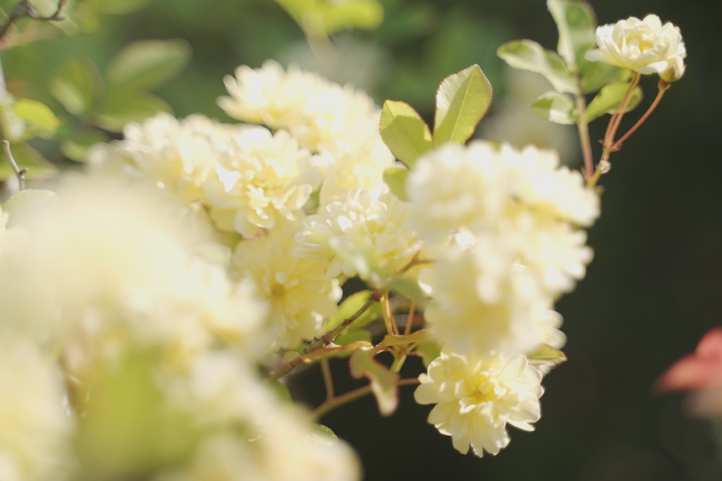 お庭のモッコウバラです