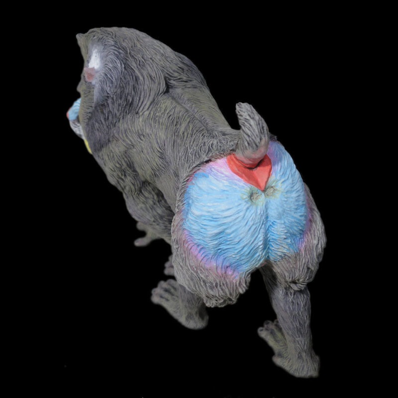 マンドリル♂