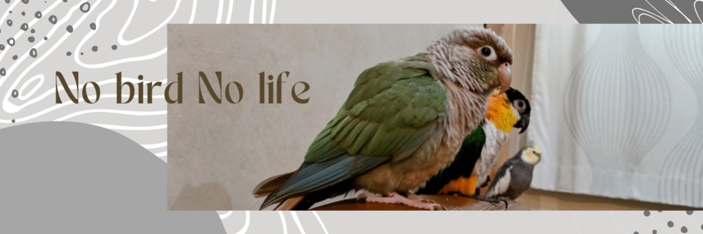 Ladies’/ウロコとズグロシロハラとオカメの実写Tシャツ(グレー系文字入り)