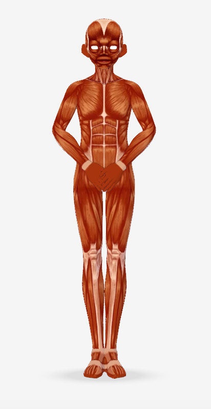人体模型３ｄ　vrm