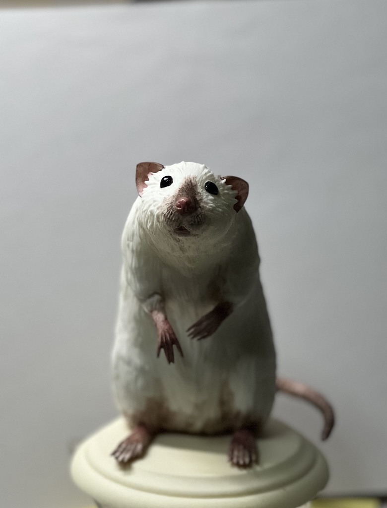 ファンシーラット